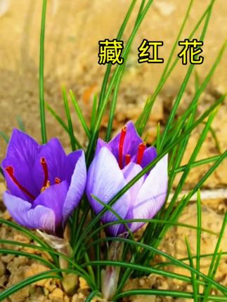 #藏红花 #好物推荐分享 #藏红花泡水 #日常分享好物 。