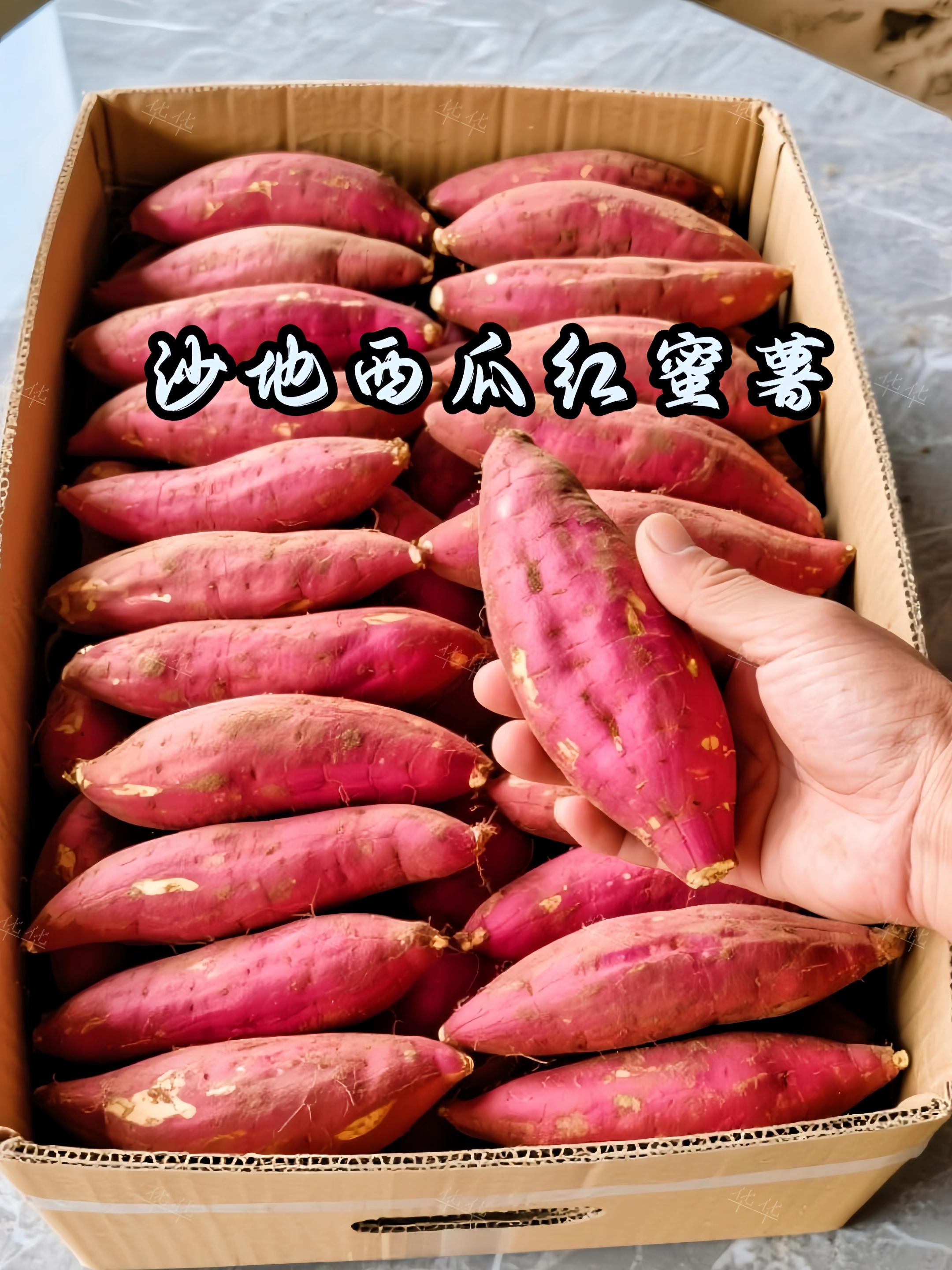 现挖现发的西瓜红蜜薯,真正的沙地孕育,糖心流淌,每一颗蜜薯皆生长于纯净沙壤 阳光充分渗透,昼夜温差淬炼 自然积累满满果糖与栗香 一刀切开,橙红果肉如蜜般晶莹 软糯无丝,入口即化,甜润直达心尖 #红薯 #强烈推荐 #软糯香甜 #蜜薯 #好货推荐