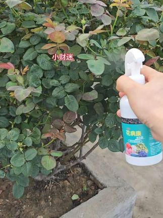 #花病康#植物花卉通用花病康#免稀释直喷花病康#园艺通用型花病康#花花草草