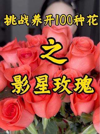 100种花挑战第1弹:影星玫瑰!多亏花领鲜锁鲜,从到货到盛放,每片花瓣都超有状态~#影星玫瑰养护#挑战养开100种花 #花领鲜 #养花小知识 #保鲜剂