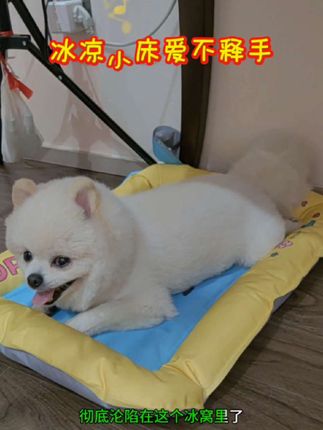 #萌宠 冰凉小床,爱不释手#博美#宠物#旺仔#不养狗不知道养狗的乐趣