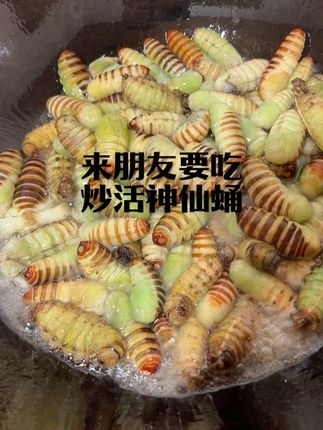 活的神仙蛹今天炒了一盘#凤城市刘家河镇立东农副产品超市