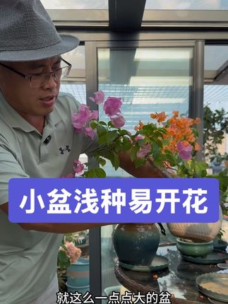 #种植小技巧 #花卉园艺#爱花爱生活 三角梅开花技巧:小盆浅种易开花