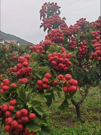 甜红子水果小山楂下树了#甜红子水果小山楂#我为家乡农产品代言