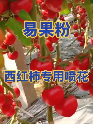 #西红柿种植