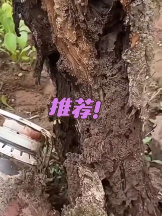 #强烈推荐 #三农种植 #三农 #抖音新农人 #抖音助农扶农