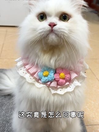 事情越来越奇怪了,我的邻居到底怎么了… #萌宠出道计划 #我家的猫咪 #萌宠成精了 #我的猫