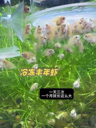 一天三次,一个月就长这么大!同款冷冻丰年虾现在第二单半价,赶紧去拍吧!#养鱼日记 #迷你鹦鹉鱼 #冷冻丰年虾