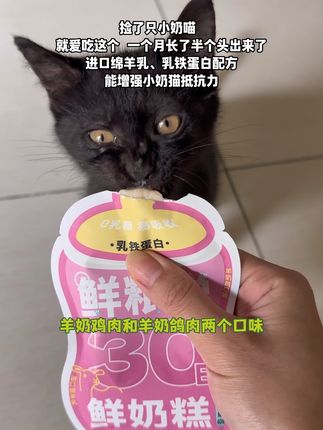 添加进口绵羊奶和乳铁蛋白增加猫咪身体抵抗力,提高免疫力的奶糕湿粮#幼猫奶糕粮 #幼猫喂养 #鲜粮说鲜奶糕 #新手养猫 #流浪猫