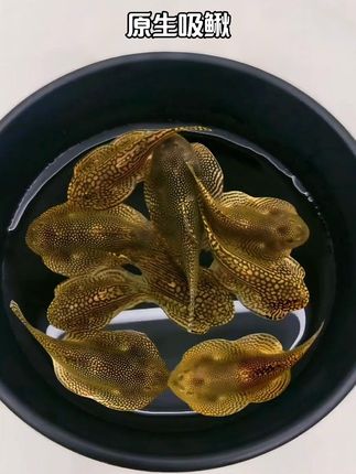 原生吸鳅,鱼缸里的脏东西都能被它清理的干干净净。#水族爱好者 #神奇动物在抖音 #养鱼日记 #观赏鱼 #吸鳅