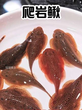鱼缸清洁大师#爬岩鳅#原生吸鳅 #琵琶鼠 #除藻鱼#贵州爬岩鳅@DOU+上热门 @抖加🔥上热门🔥dou+🔥热点宝 @生活服务热点中心 @我要上热门