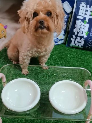 上新一款毛孩子防漏小餐桌啦#好物推荐🔥