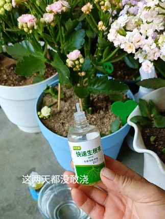 14.生根液移栽扦插各种花卉绿植都可以的一款生根液,生根养根