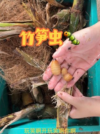 靓货不怕对比🆚#优质农产品 #竹笋虫 #竹虫