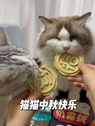 小猫咪限定中秋礼物!福饼比脸还大酥酥脆脆的!养猫人给小猫仪式感安排上 #家有萌宠#宠物月饼#宽福月饼#萌宠出道计划 #宠物零食