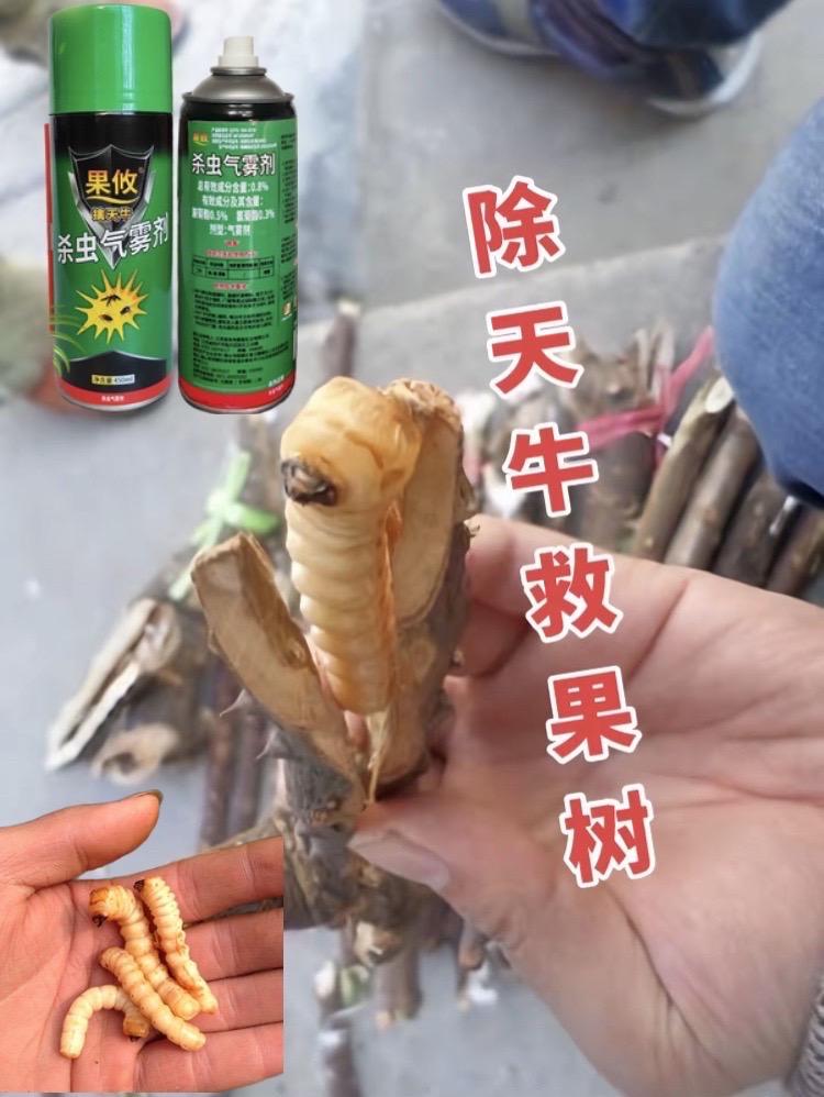 天牛克星。#天牛#天牛幼虫 #天牛克星 #杀虫剂#分享农业知识帮农民增产增收
