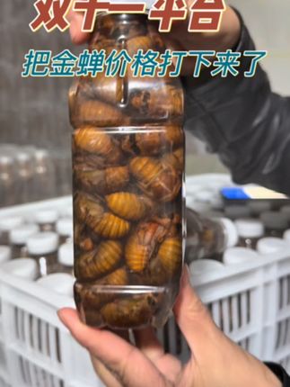 双十一价格给力,平台给补的卷真多,囤货#双十一必买 #金蝉