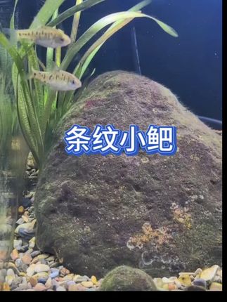 “养鱼怕翻车?选条纹小鲃就对了!自带‘斑马纹’潮牌皮肤,水温水质不挑剔,丢进缸里就能活,连新手都能轻松养出满缸灵动。”#鱼缸里的大自然 #鱼儿自由自在水中游 #条纹小鲃 #上热门 #抖音小助手