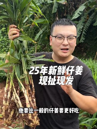 一年只有这几天才有的新鲜仔姜出来咯,刚从地里拔出来,不泡药水,不洗都是带点泥土发货,露天坝长的才安逸,不管泡坛子,还是做仔姜鸭仔姜兔都好吃的很,错过这次只有等明年咯@谭家屋 #仔姜 #新鲜农产品