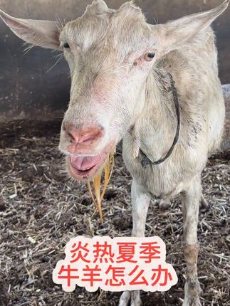 #养殖#养殖好帮手 #好东西一起分享
