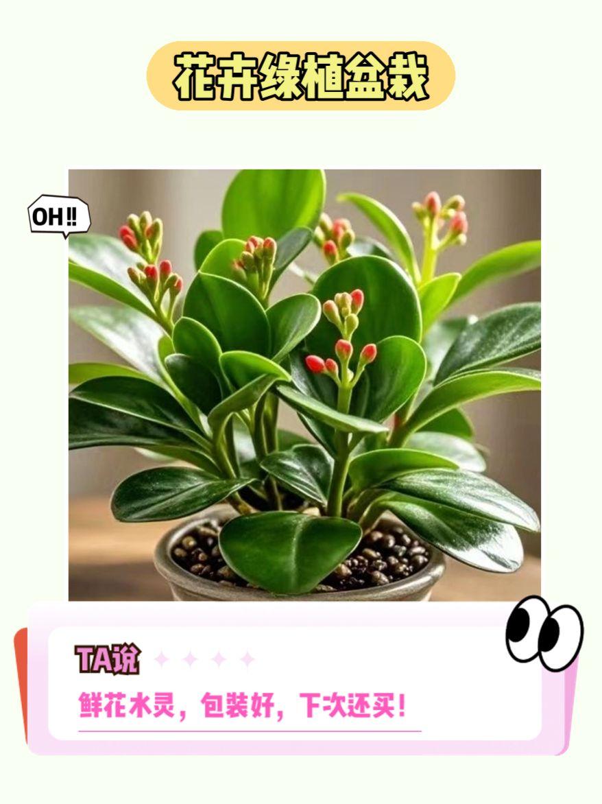 新品碧玉盆栽四季开花🌸。新品碧玉四季开花盆栽来啦!大促活动超划算!它是室内好养活的绿植,四季都能开花,增添生机与美丽,赶紧入手吧!#夏秋交替的季节 #气候变化影响 #气温倒挂