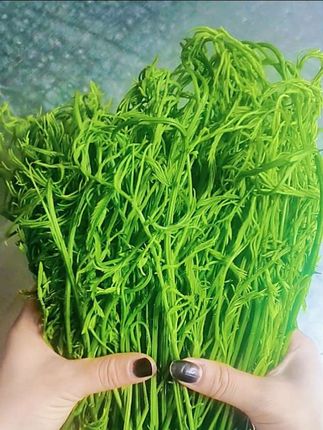云南特色臭菜,有喜欢吃臭菜在外地的老乡看过来,可以冷链航空包邮发货了#云南臭菜 #有机蔬菜