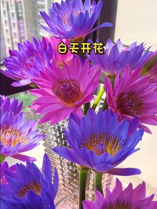莫奈笔下的#睡莲 究竟有多美?#睡莲盛开 #莫奈睡莲 #睡莲开花非常好看漂亮 #睡莲养护
