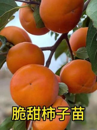 柿子苗树地栽盆栽嫁接脆甜无核南北方种植特大当年结果柿子树果苗#脆甜柿子 树上摘下来就可以吃的柿子,自带冰糖心无籽无核,非常好吃,南北方均可种植#脆甜柿子树苗 #果树苗 #柿子苗 #果树种植