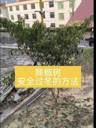 辣椒树安全过冬的方法分享。#辣椒树 #辣椒树过冬 #多年生辣椒树 #辣椒种植 #辣椒盆栽