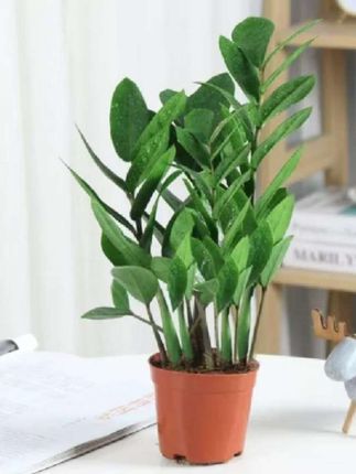 金钱树竹子盆栽钱串子耐旱植物室内客厅办公室绿植水培竹子绿植#盆栽 #净化空气 #花卉绿植 #绿植 #金钱树