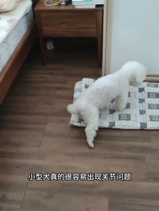 软骨素是狗狗生长所需必须的营养品!#新手养狗#科学养宠攻略 #软骨素#萌宠好物