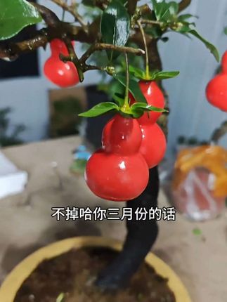 血红葫芦果#金弹子 #盆景艺术