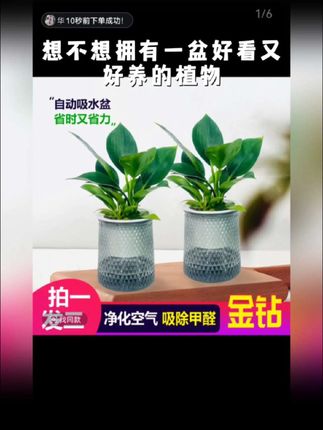 室内金钻绿植,网红款,吸烟吸尘王,欣梦橱窗更多好物