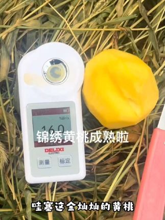 四川元龙谷【锦绣黄桃】脆甜多汁自然成熟爆汁如蜜香甜浓郁现摘现发