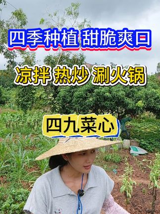 #我的乡村生活#农业种植#四季菜心