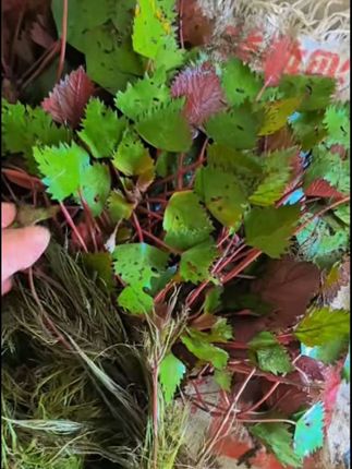 特大菱角种子菱角苗,种植菱角种子,红菱角种子,青菱角水生植物 牛角菱#菱角苗 #菱角种子 #红菱角种苗 #青菱角种苗 #大棱角种苗
