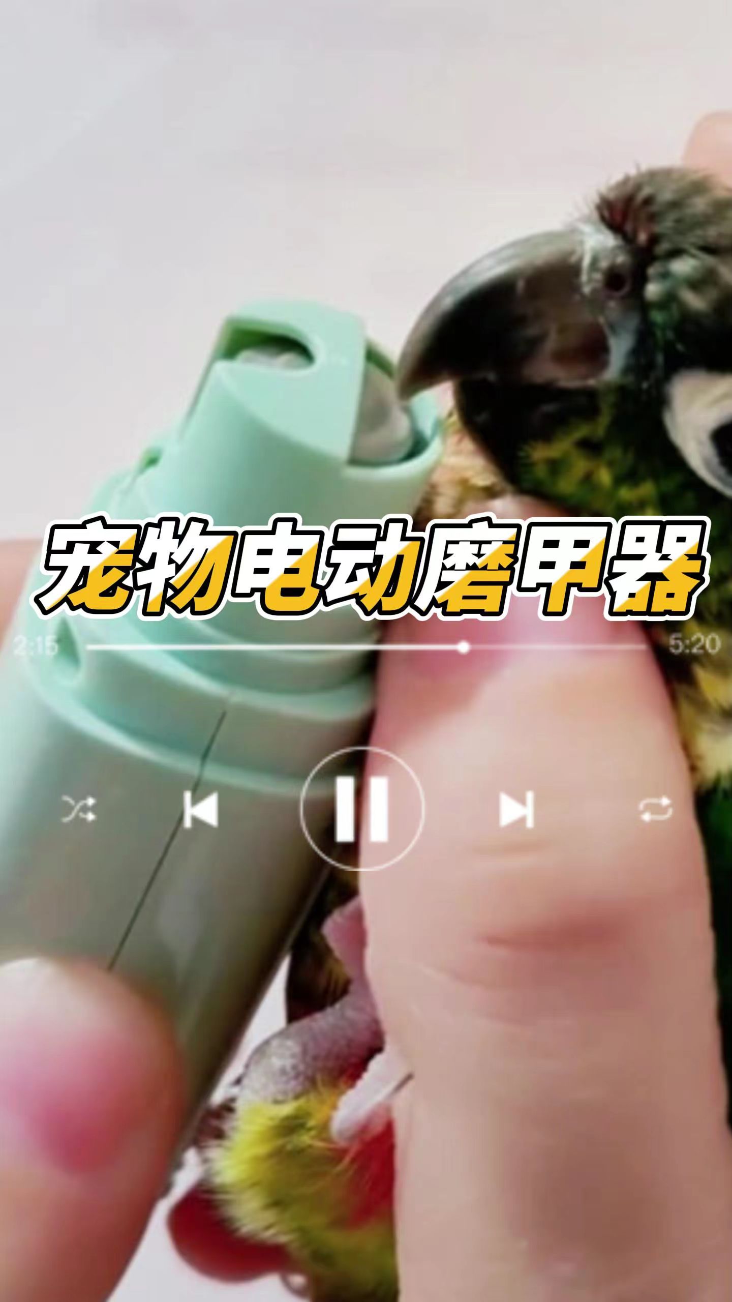 鹦鹉嘴巴咬人太疼 一口能见血 磨一磨就安全多了!#鹦鹉磨嘴磨爪 #鹦鹉磨甲器 #鹦鹉咬人 #鹦鹉伤人事件