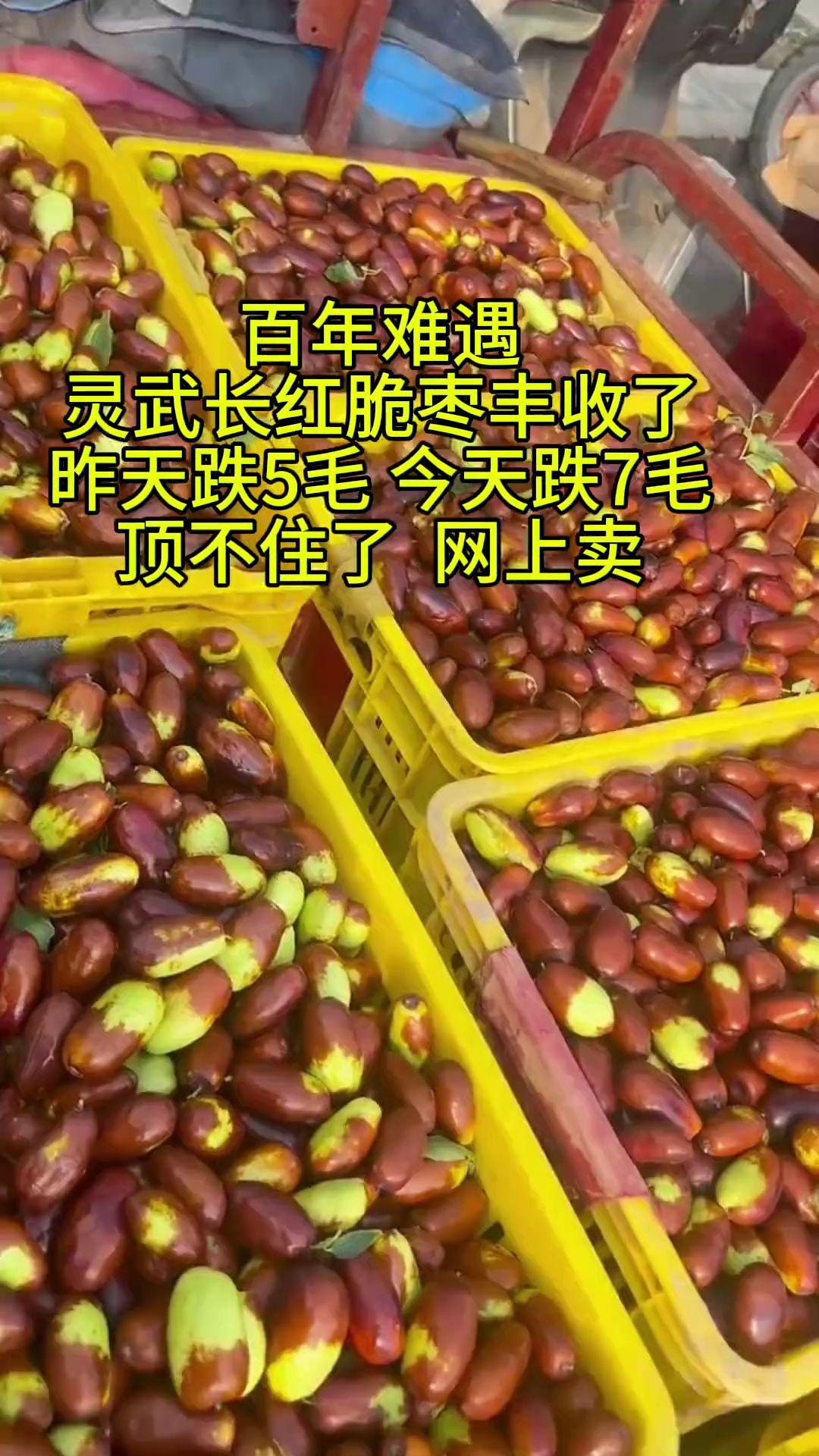 灵武沙漠长红枣成熟了,八月节送礼这会口感特别好,脆甜爽口……#灵武沙漠长枣 #脆甜爽口 #现摘现发新鲜到家 #优质农产品