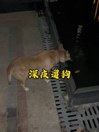 我家的小黄年纪大了,现在我每天遛狗3批,一天遛狗6次。#狗狗故事 #遛狗 #狗狗的幸福生活