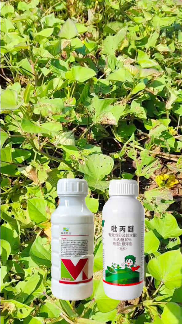 #上热门#农业种植 #三农种植