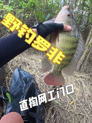 #野钓 掏上了,掏上了😀#户外 #原来钓鱼才是抖音运动顶流