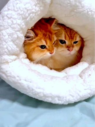 天冷了,毛孩子爱钻被窝,给它安排了个小睡袋,它可太喜欢了,进去就不想出来了。全方位包裹,防风又保暖,里面全是软乎乎的羊羔绒,睡在里面特别暖和。洞口有支撑力,方便猫咪进出。睡袋放在哪里,猫咪就找到哪里,这个冬天有一个睡袋就够了。#宠物睡袋#宠物好物推荐 @DOU+上热门 @