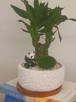 #家庭养花 #盆栽种植 #绿植盆栽 #每日分享 #室内绿植