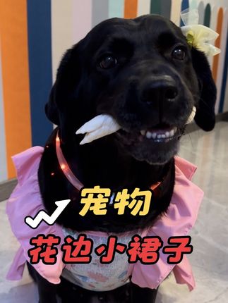 天热咱不出去蹭空调,整栋楼就咱家装了空调,家里有吃有喝咱不乱跑 #拉布拉多