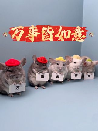 小牛马这个龙猫我看是快了...#萌宠 #龙猫 #萌宠出道计划