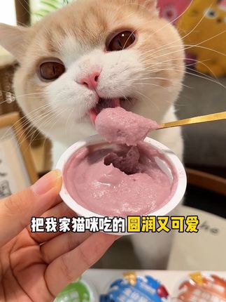 毛线卷卷新出的主食餐盒太绝了!好吃不贵,到手6罐居然这么划算!大猫小猫都爱吃,赶紧囤#萌宠好物 #吃货猫 #猫罐头 #新手养猫