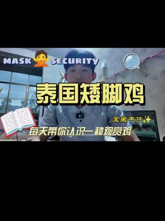 养鸡还能招财?这只不到一斤的泰国矮脚鸡,为什么能成为新手入门 #泰国矮脚鸡 #观赏鸡 #宠物鸡 #招财鸡 #矮脚茶花鸡