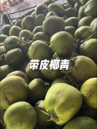 海南文昌椰青,都是新鲜现摘现发。满满的汁水,汁水清甜可口。营养好喝。椰香浓郁,来自大自然的馈赠,喝上一口回味无穷。大人小孩都喜欢喝#口感特别好 #椰子 #海南文昌东郊椰子 #快来一起尝个鲜