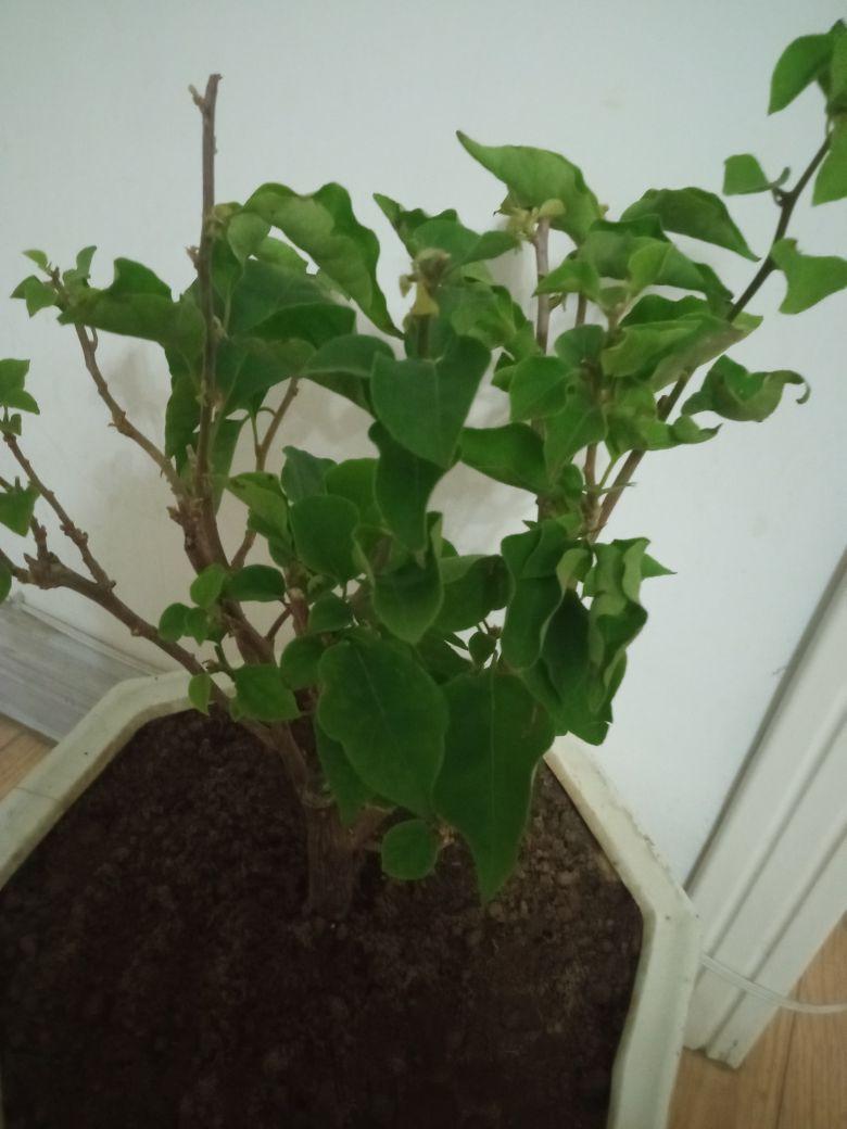 回来直接换盆,根系挺好的,掉花了,叶片挺新鲜没有落光#我在抖音买买买