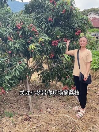 刚学的顺口溜哈哈#永春岵山荔枝晚荔状元红 #记录真实